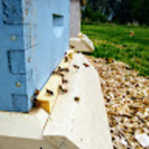 Meet your Posher, Yul